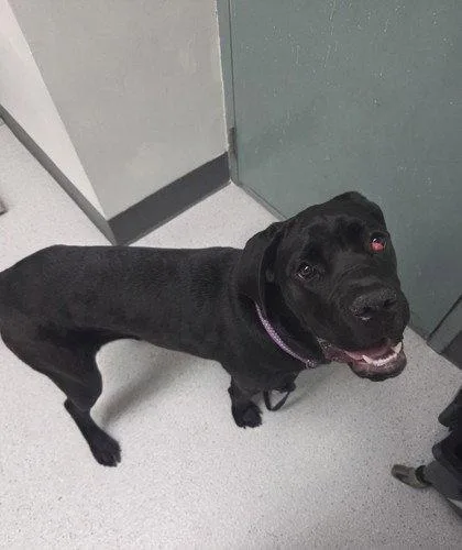 A young large-sized female Cane Corso dog named Nia for adoption in Oakland, CA