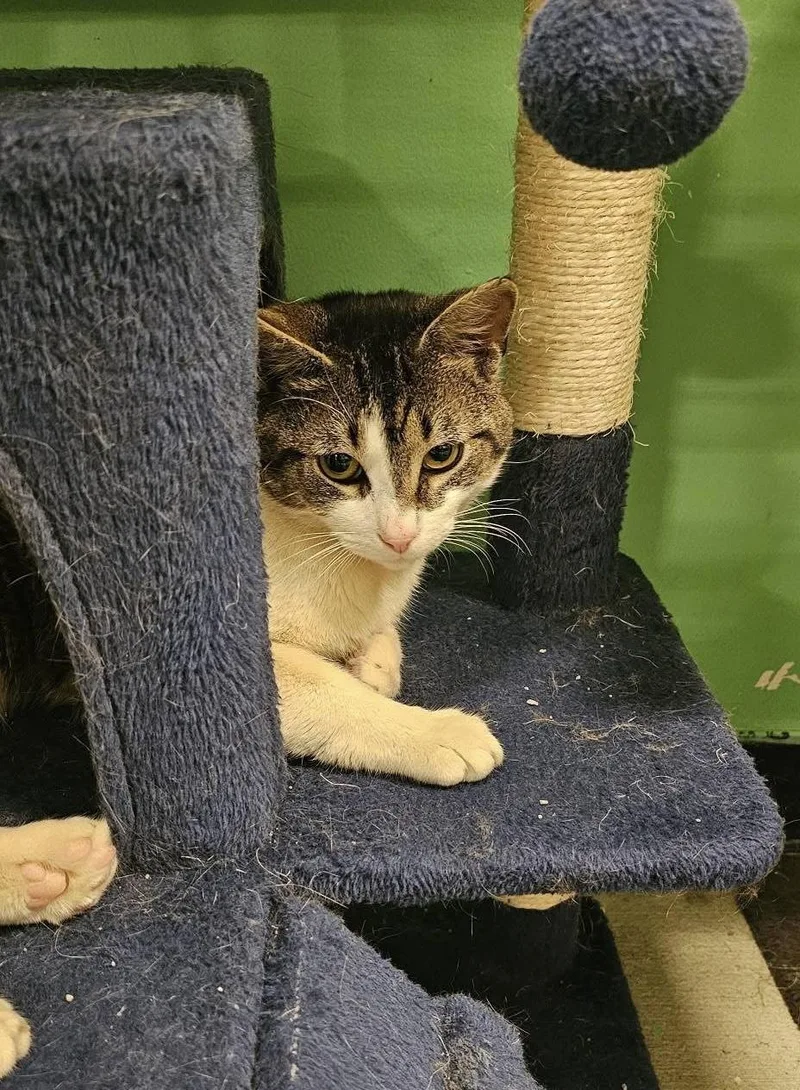 An adult medium-sized male Domestic Short Hair cat named Carlo for adoption in Bensalem, PA