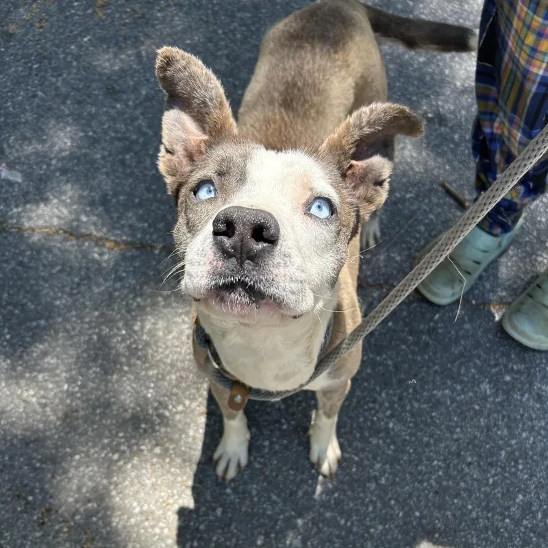 An adult medium-sized female Yellow / Tan / Blond / Fawn Mixed Breed dog named Penny for adoption in Columbus, GA
