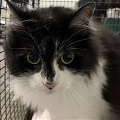 A senior small-sized female Domestic Medium Hair cat named Elenore Rose for adoption in Los Angeles, CA