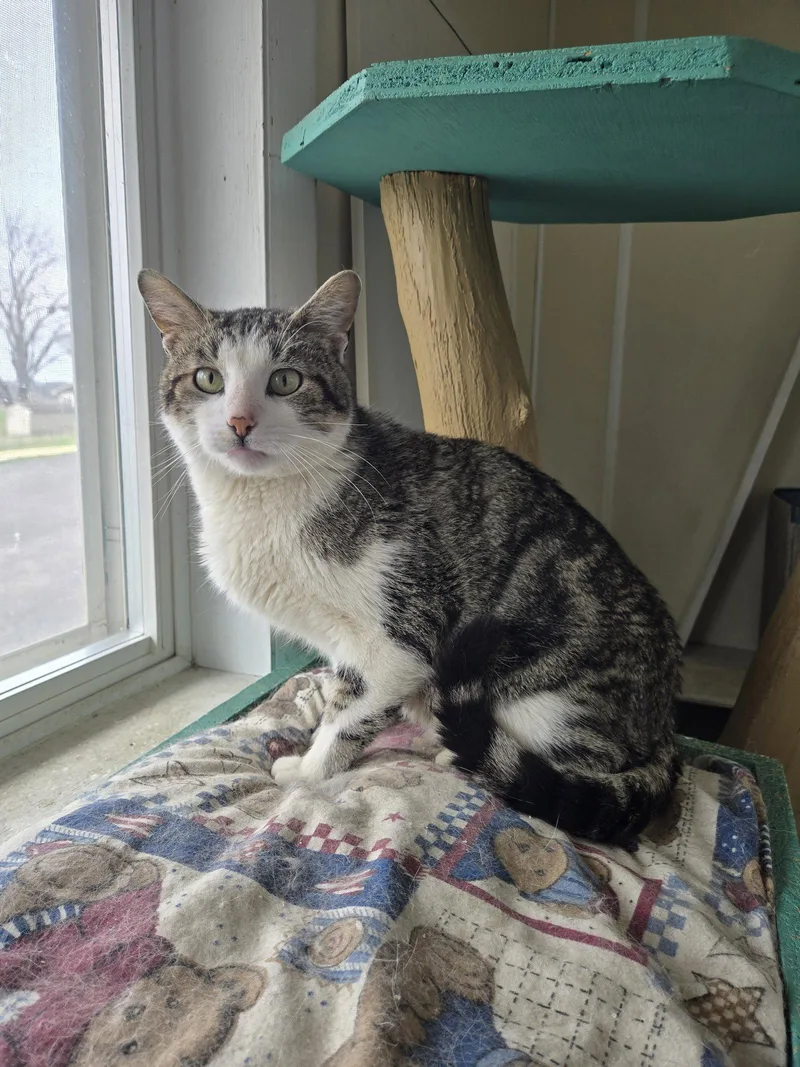 An adult medium-sized male Domestic Short Hair cat named Oliver for adoption in Maquoketa, IA