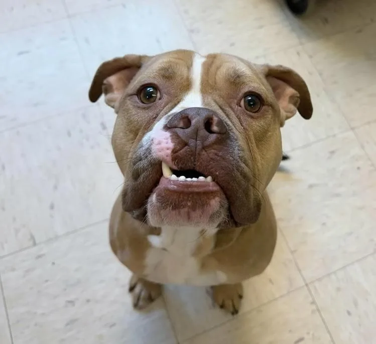 Brutus