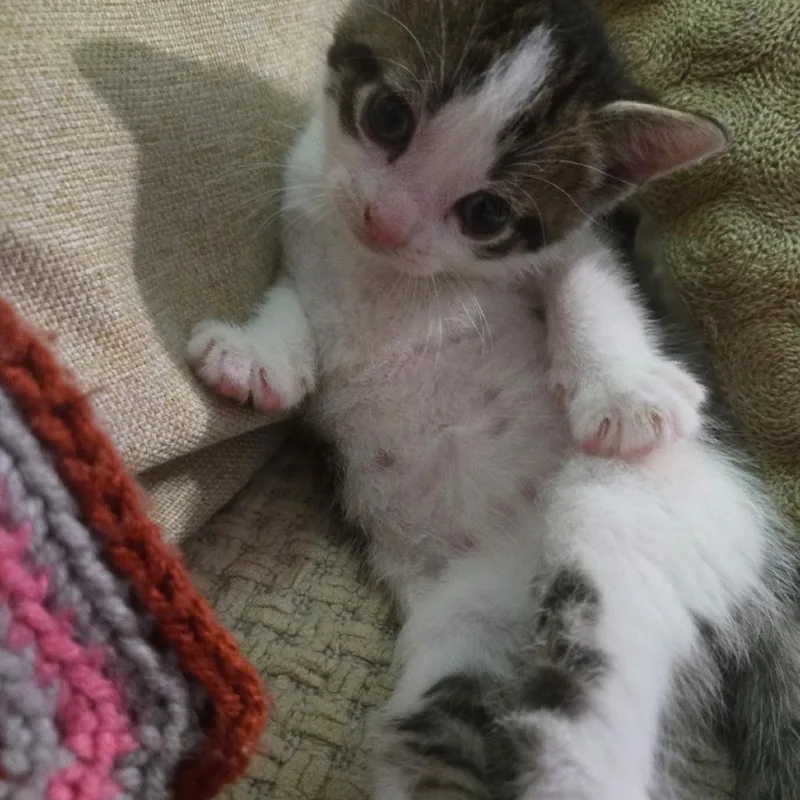 A baby small-sized female Brown / Chocolate Domestic Short Hair cat named Skittles for adoption in Brooklyn, NY