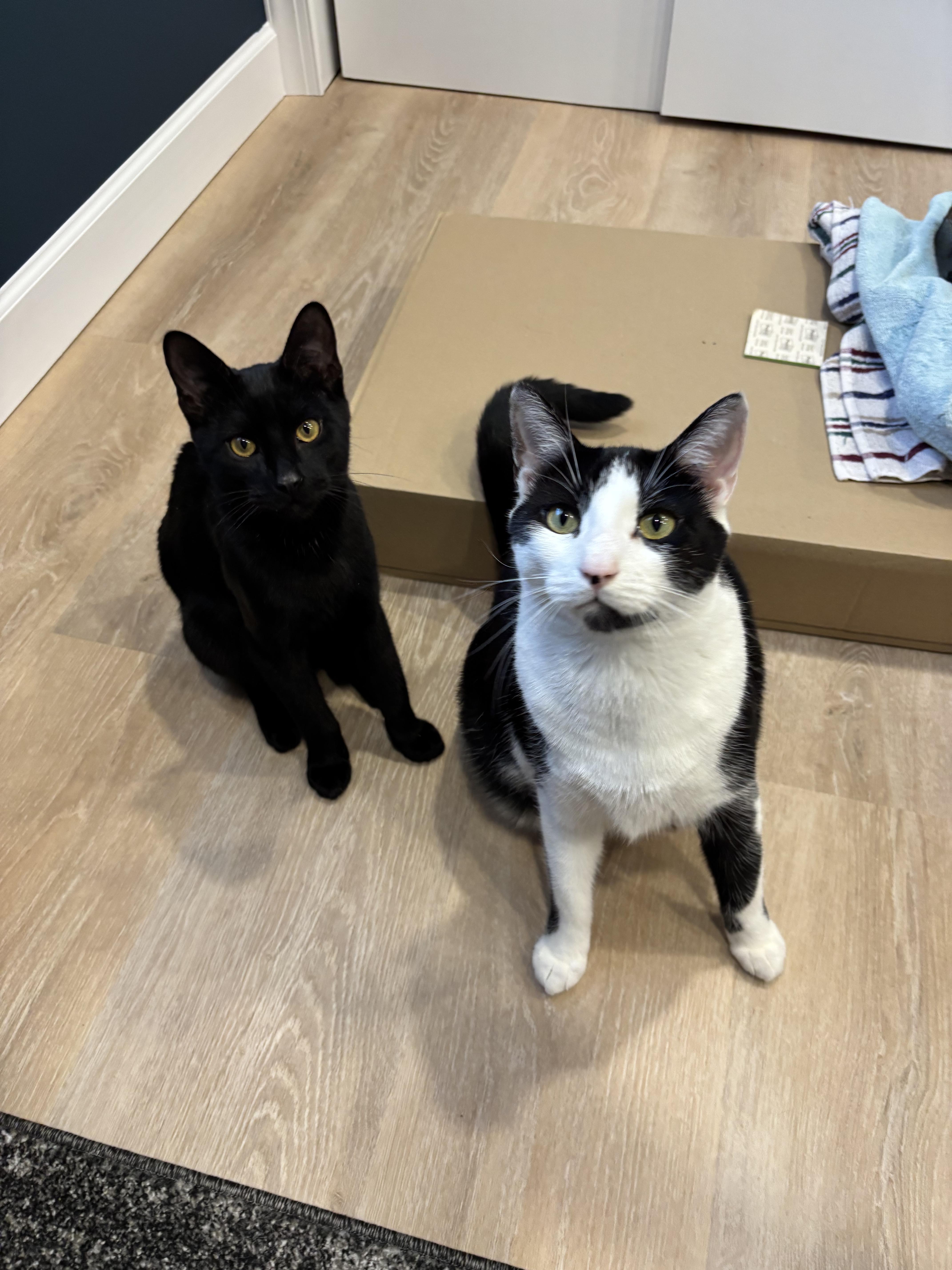 Rocky & Oscar thumbnail 2