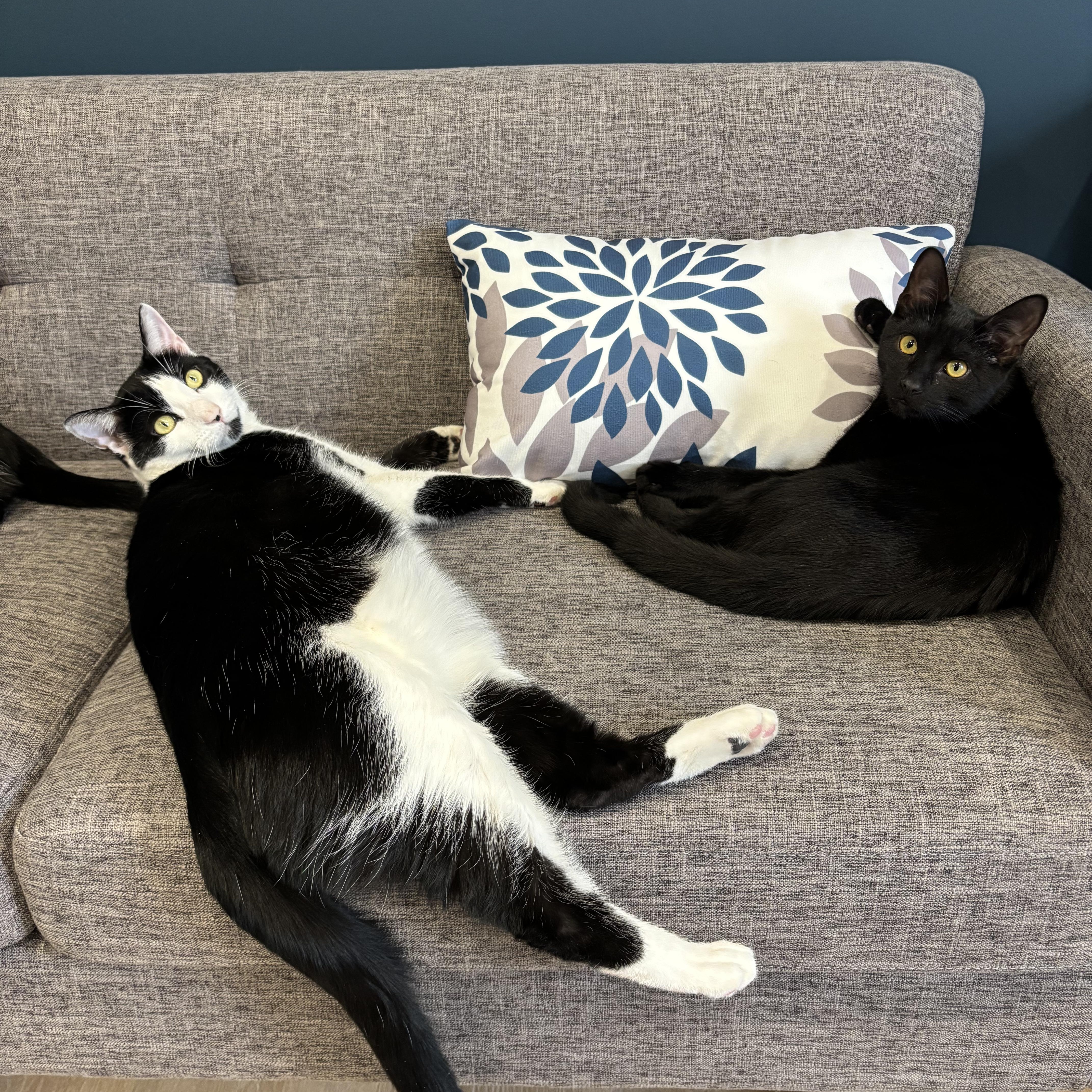 Rocky & Oscar thumbnail 3