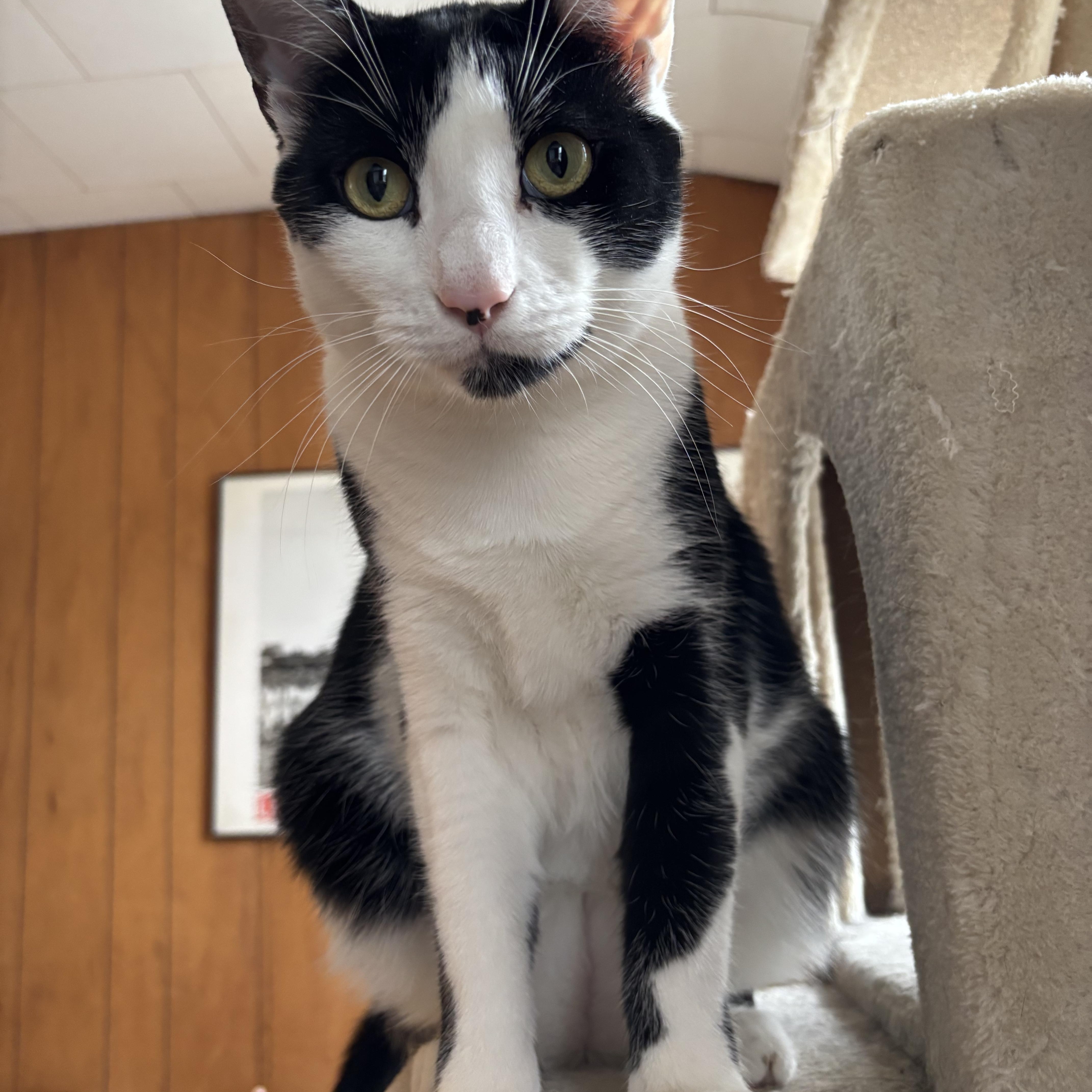 Rocky & Oscar thumbnail 6