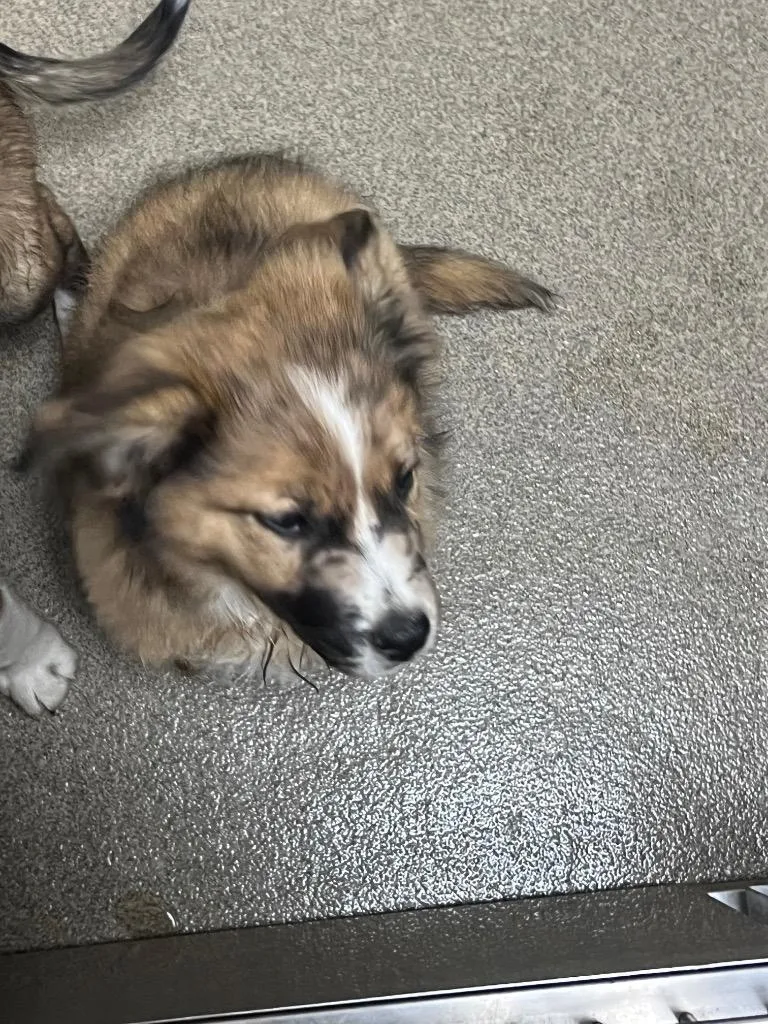 Randall Pup Donkey thumbnail 2