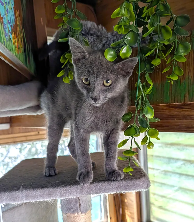 A baby large-sized male Gray / Blue / Silver Domestic Short Hair cat named Asher for adoption in Washoe Valley, NV