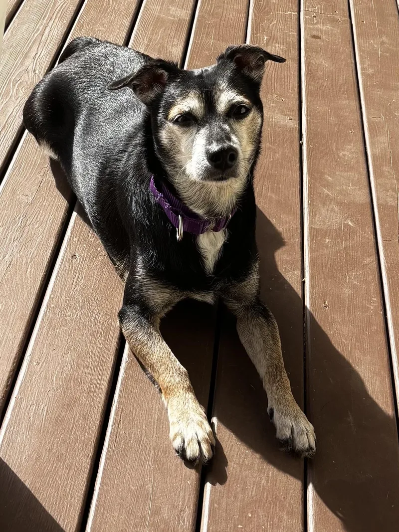 A senior small-sized male Chihuahua dog named Kane for adoption in Silvana, WA