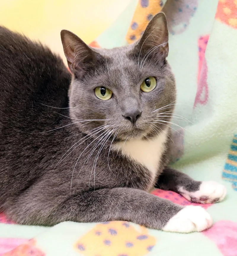 An adult medium-sized female Domestic Short Hair cat named Ophelia for adoption in Saint Pete Beach, FL