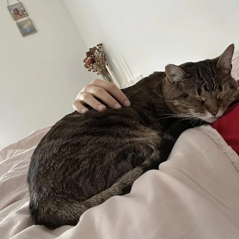 Spicy Chicken Beans And