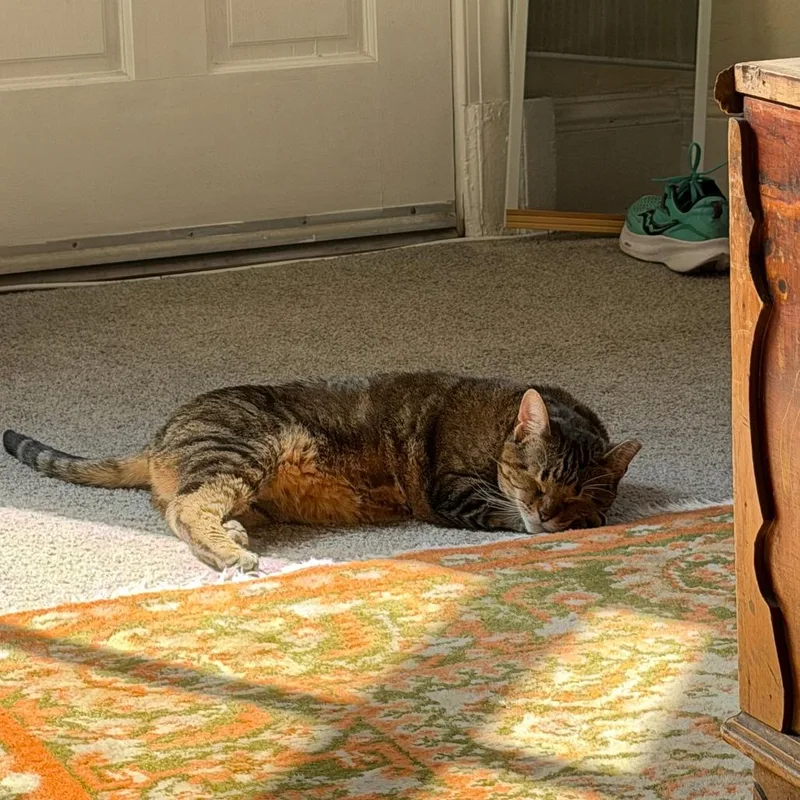 Spicy Chicken Beans And thumbnail 4