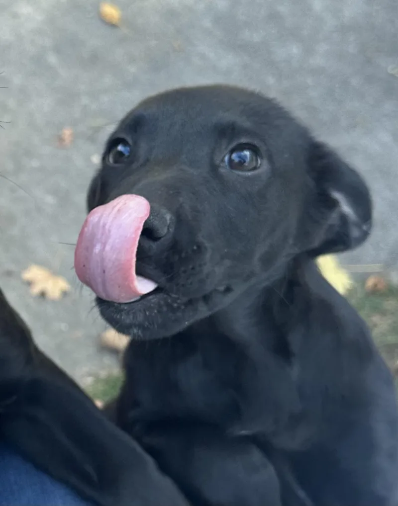A baby large-sized female Black Labrador Retriever dog named Maggie for adoption in Indianapolis, IN