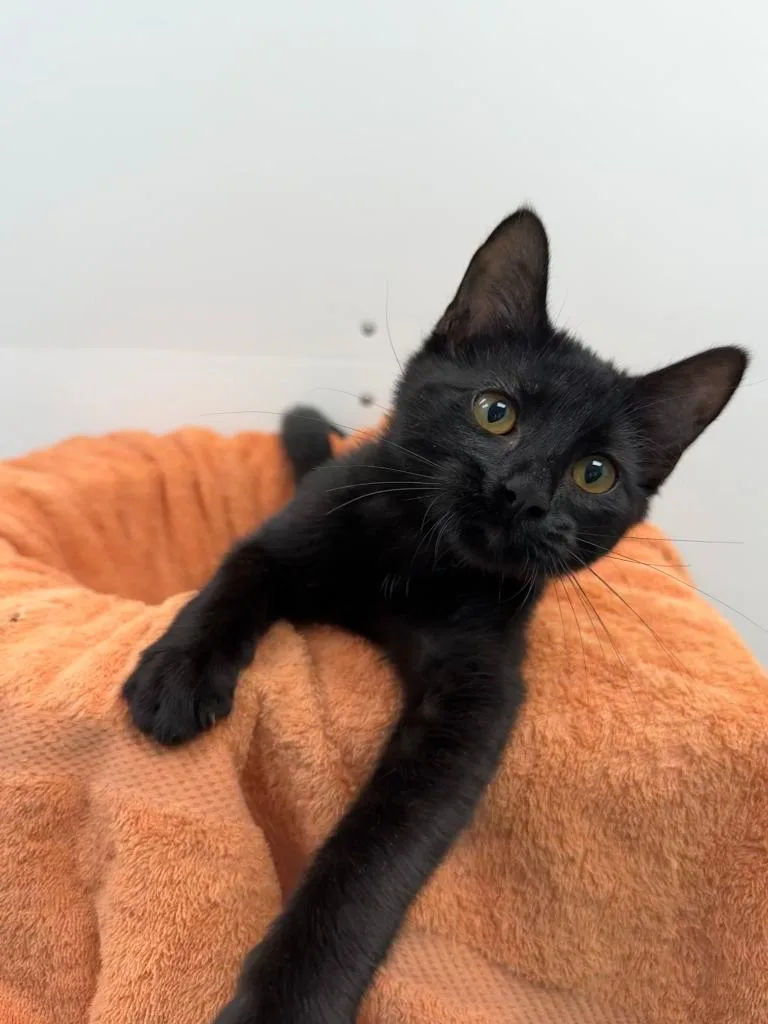 A baby small-sized female Domestic Short Hair cat named Juliette for adoption in Shorewood, IL