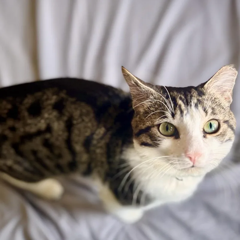 A young small-sized male Gray / Blue / Silver Domestic Short Hair cat named Salty for adoption in Oakton, VA