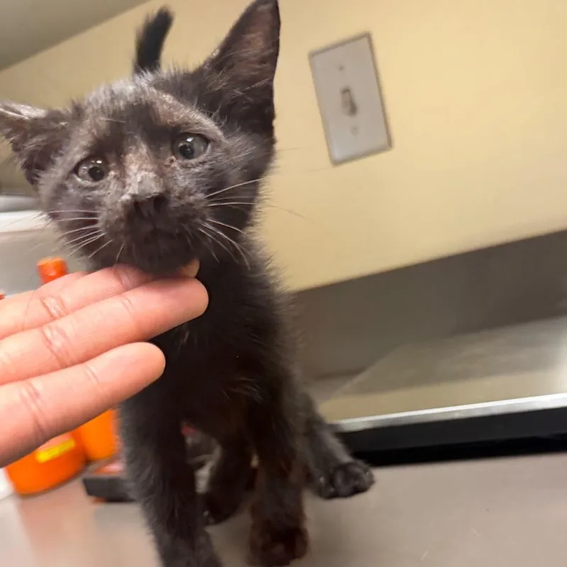 A baby small-sized male Black Domestic Short Hair cat named StraySeedlingDrive for adoption in Columbus, GA