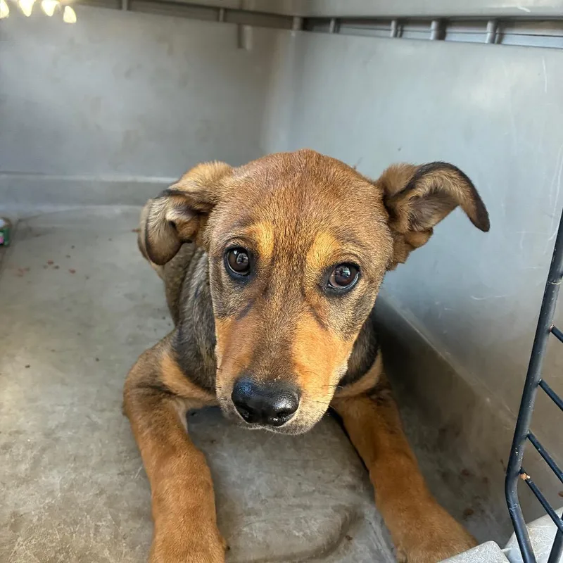 A baby small-sized male Brown / Chocolate Shepherd dog named Skeeter for adoption in Montgomery, AL