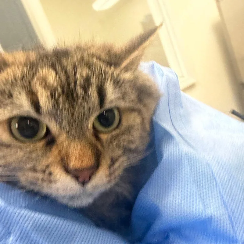 An adult medium-sized female Brown / Chocolate Domestic Long Hair cat named Nordy for adoption in Pekin, IL