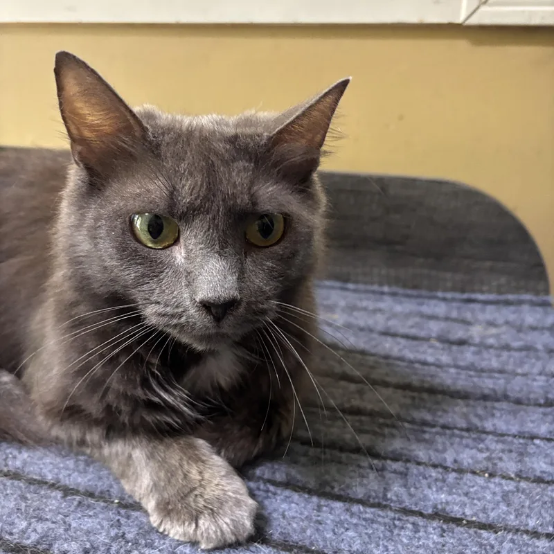 An adult small-sized female Gray & White Domestic Medium Hair cat named Manon for adoption in Melrose, MA