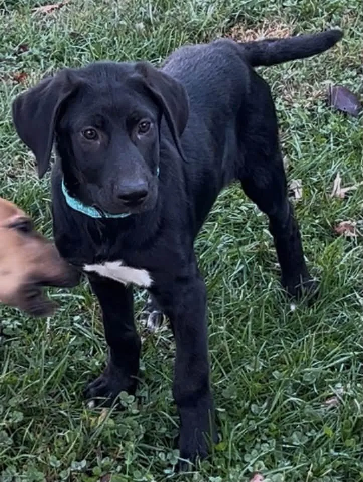 A baby large-sized female Labrador Retriever dog named Luna for adoption in Blackwood, NJ