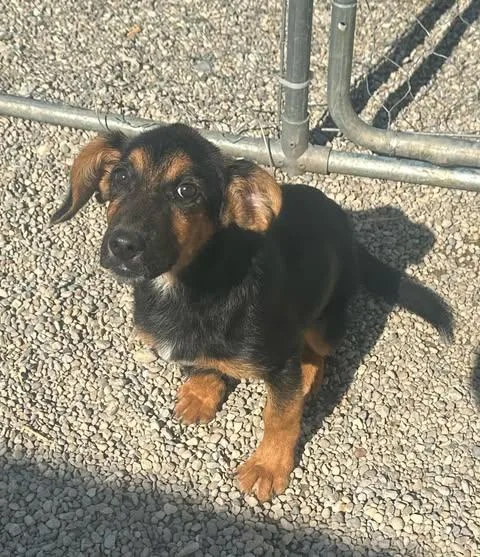 A baby large-sized female Shepherd dog named Tickles for adoption in Newport, KY