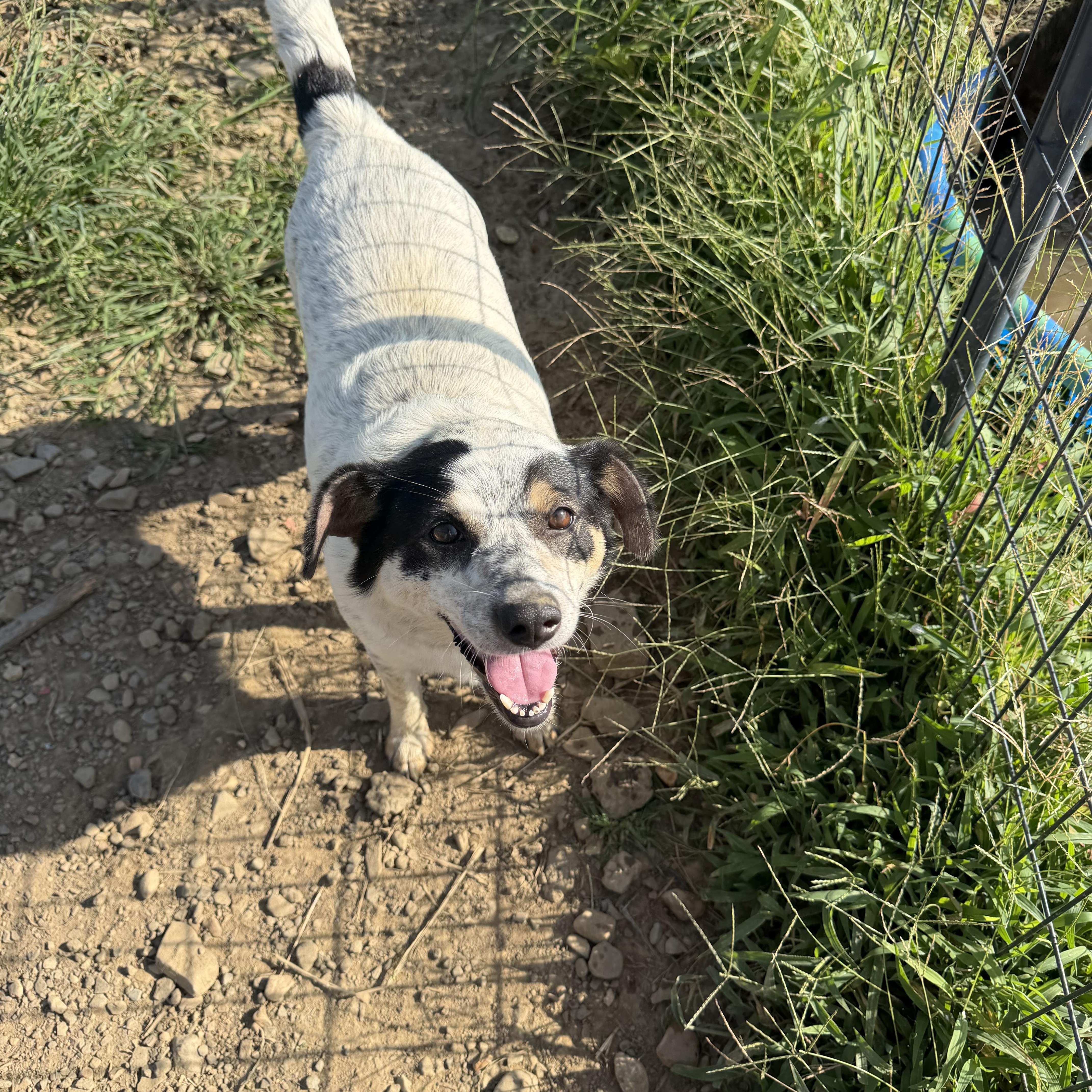 An adult medium-sized female Australian Cattle Dog / Blue Heeler dog named Mama Dog for adoption in Muldrow, OK