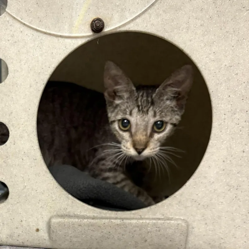 A baby small-sized male Brown / Chocolate Domestic Short Hair cat named Juneberry for adoption in San Antonio, TX