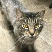 A young medium-sized male Domestic Short Hair cat named Emmitt  Years Male for adoption in Sterling, MA
