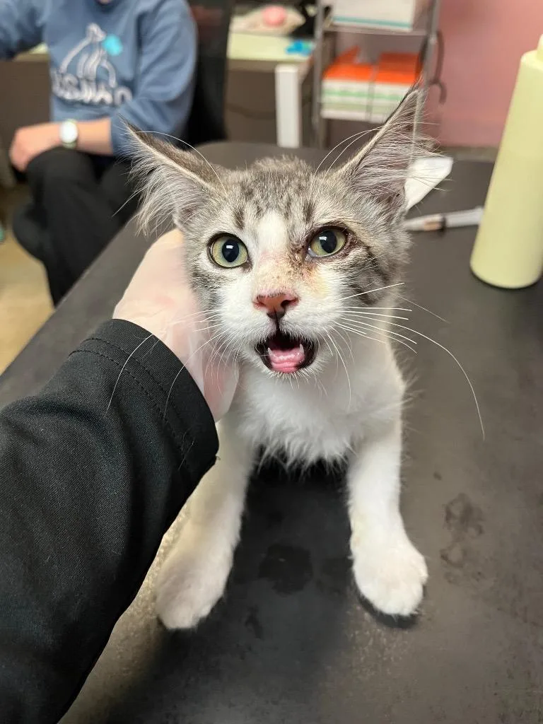 A baby small-sized male Domestic Short Hair cat named Steiner for adoption in New Braunfels, TX