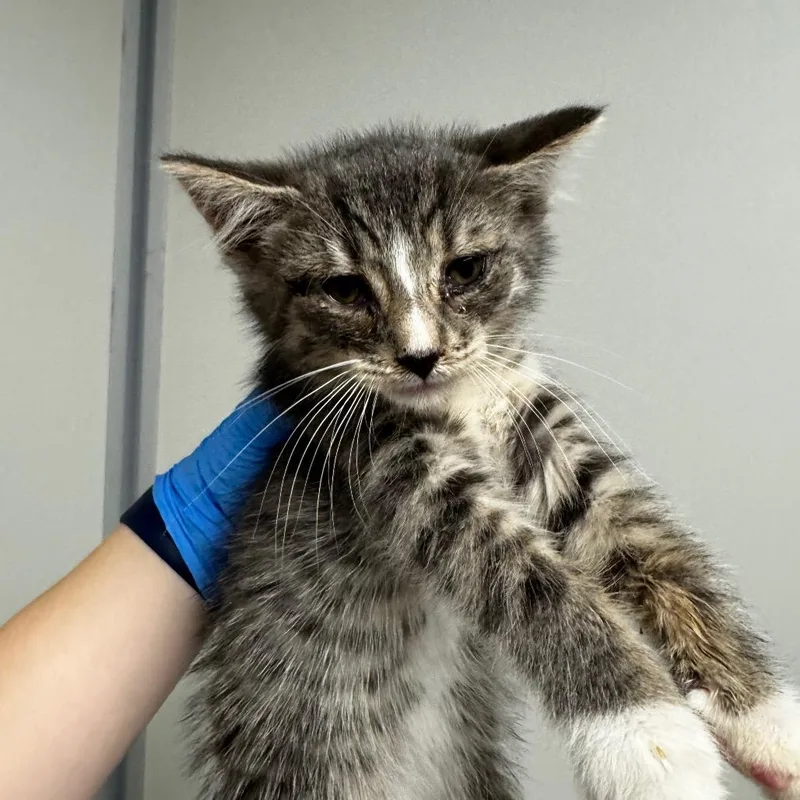 A baby small-sized male Gray / Blue / Silver Domestic Short Hair cat named Oscar for adoption in Concord, NC