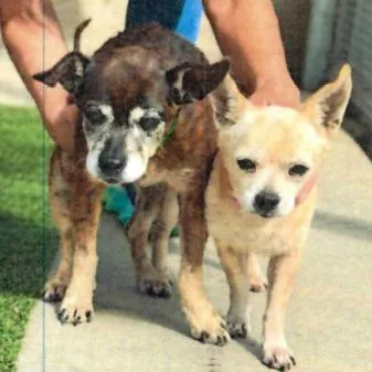 A senior small-sized female Chihuahua dog named Lexus for adoption in Ramona, CA