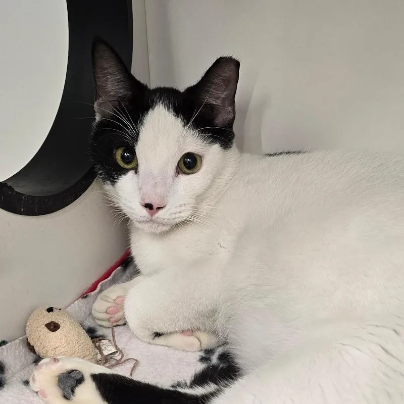 A young medium-sized female White Domestic Short Hair cat named Kira for adoption in Hamburg, NY