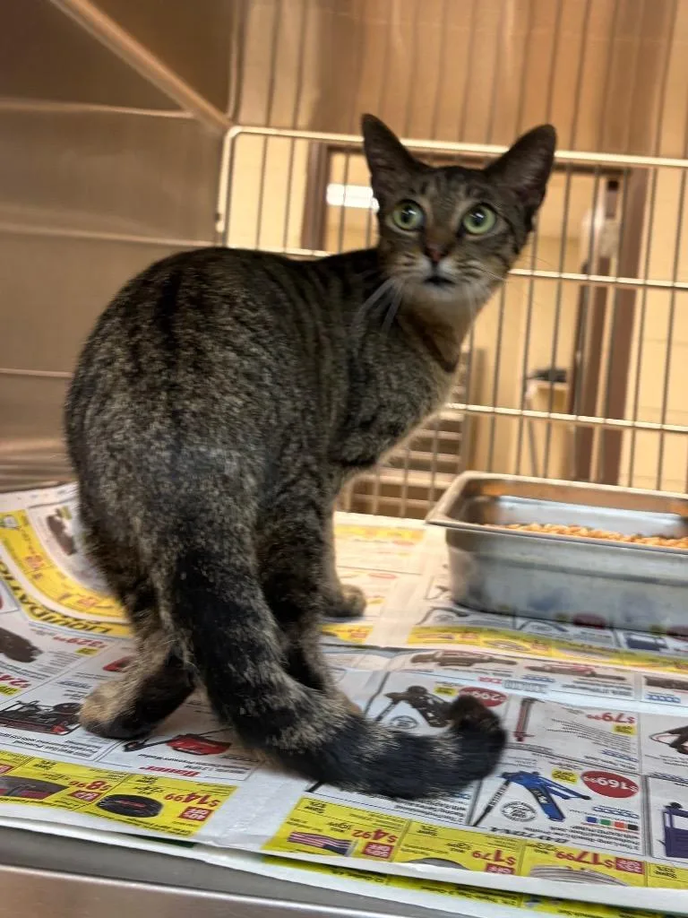 A young large-sized female Tabby cat named Mary for adoption in Nacogdoches, TX