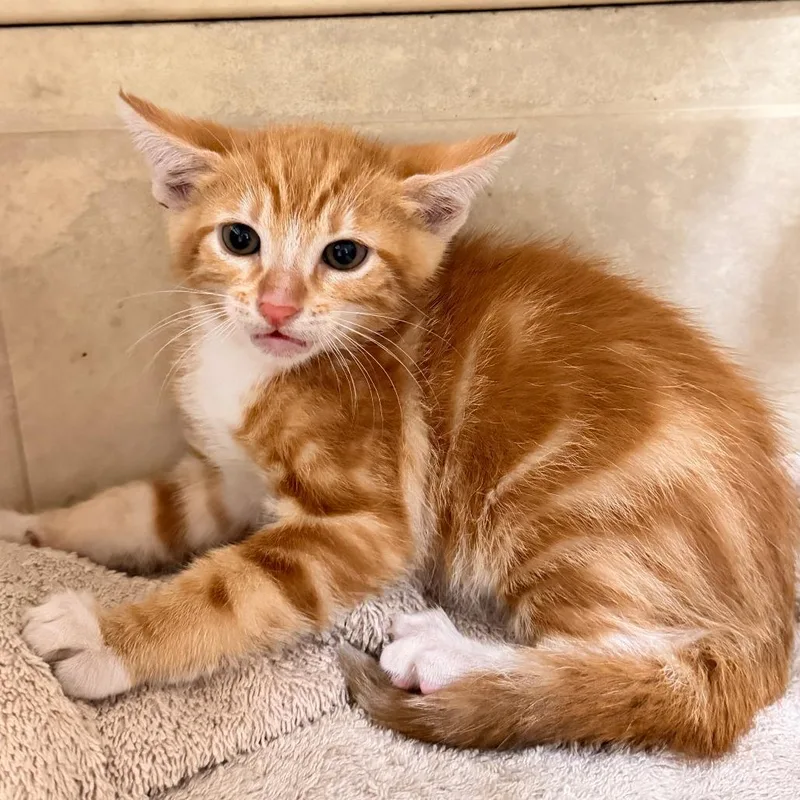 A baby small-sized male Orange / Red Domestic Short Hair cat named Pringle for adoption in Wahiawa, HI