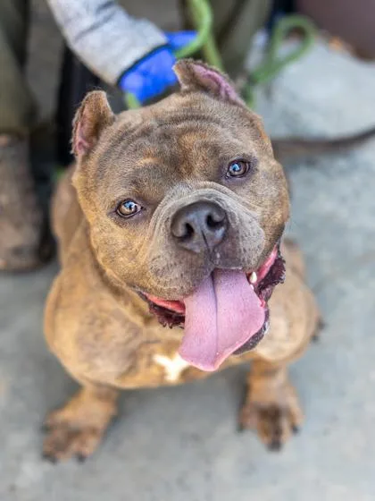 An adult large-sized male Mixed Breed dog named Bauble for adoption in Chamblee, GA
