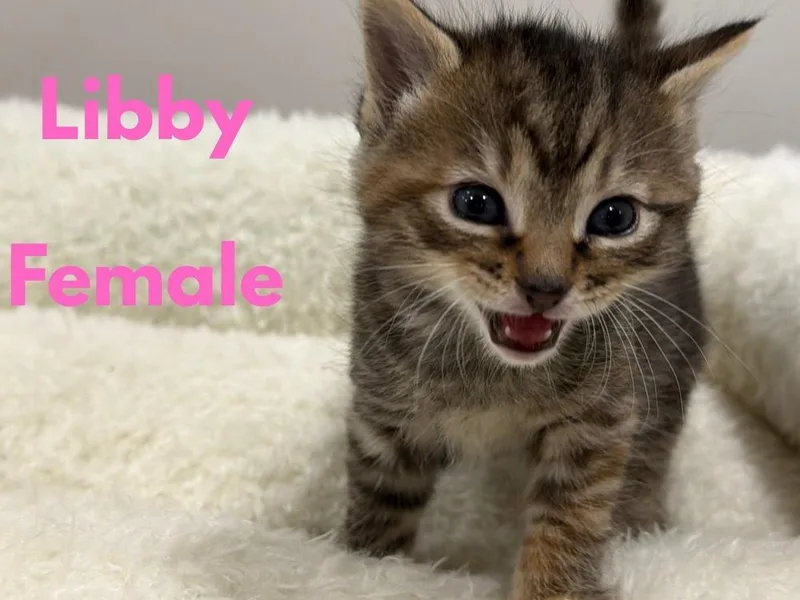 A baby small-sized female Domestic Short Hair cat named Libby for adoption in Telford, PA