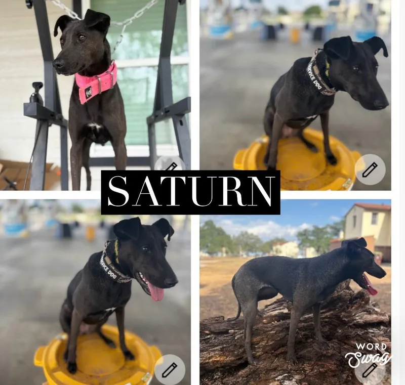 An adult medium-sized female Black Whippet dog named Saturn for adoption in canyon lake, TX