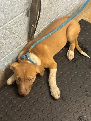 A baby small-sized female Mixed Breed dog named Watermelon for adoption in Chamblee, GA