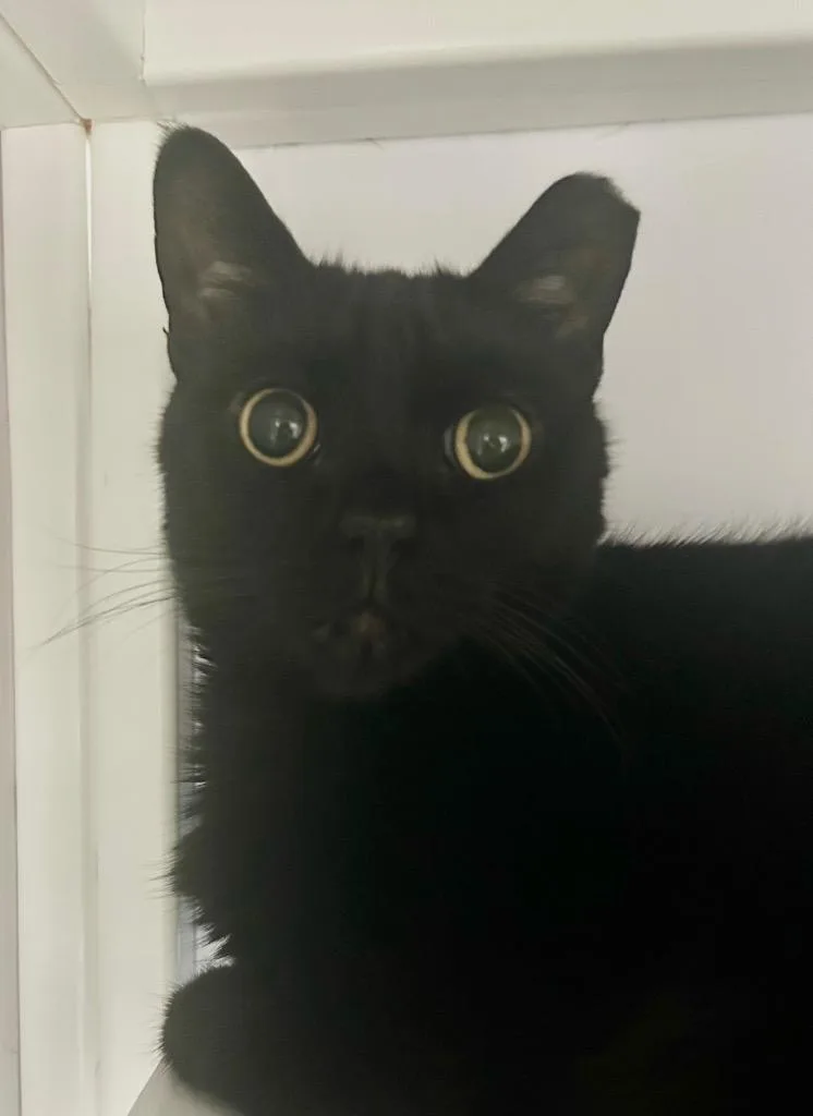 A senior medium-sized female Domestic Short Hair cat named Furby for adoption in Peoria, AZ