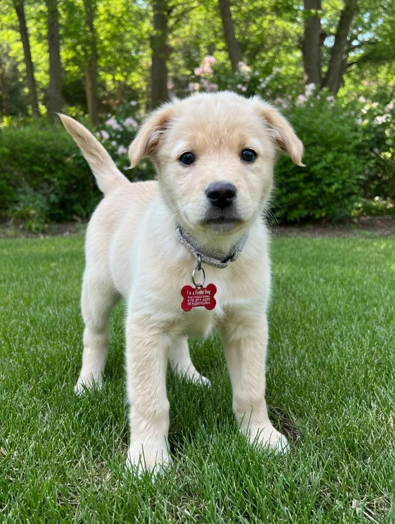 Schubert thumbnail 2