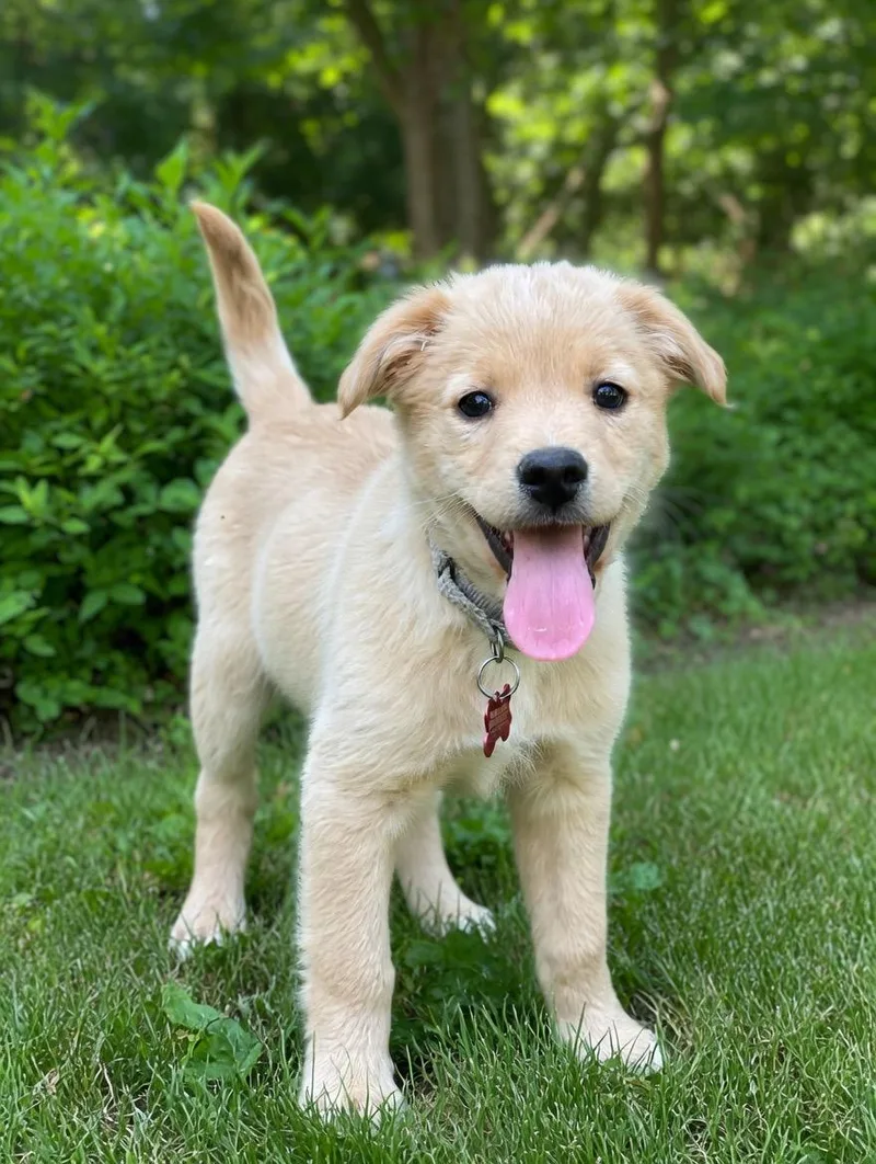 Schubert thumbnail 3