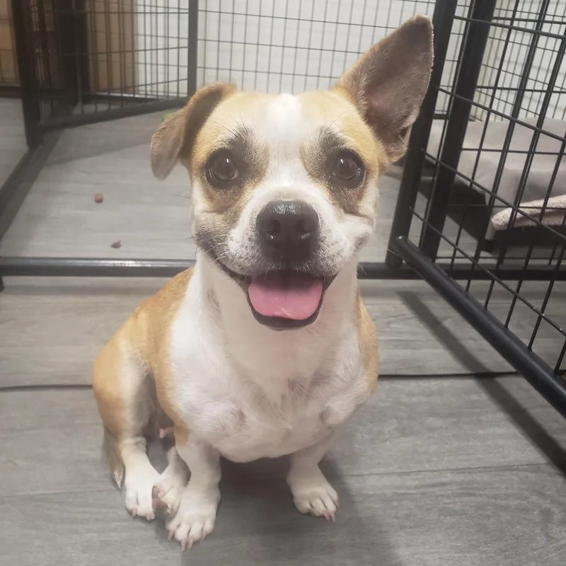 An adult small-sized female Apricot / Beige Pug dog named Mocha for adoption in Ephrata, WA
