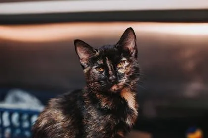 A young small-sized female Domestic Short Hair cat named a NebulaPetSmart Mt. Pleasant for adoption in North Charleston, SC