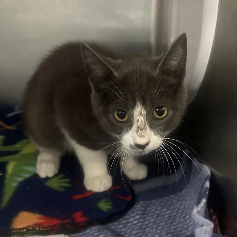 A baby small-sized male Gray / Blue / Silver Domestic Short Hair cat named Wrangler for adoption in Lakeland, FL