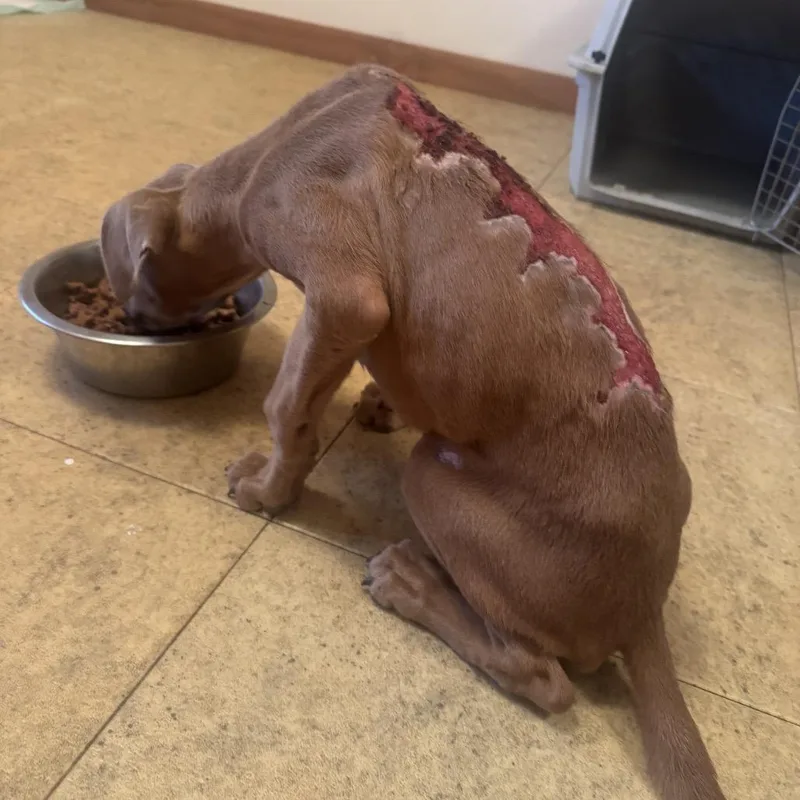 A baby medium-sized female Brown / Chocolate Labrador Retriever dog named Toasty for adoption in Salem, OR