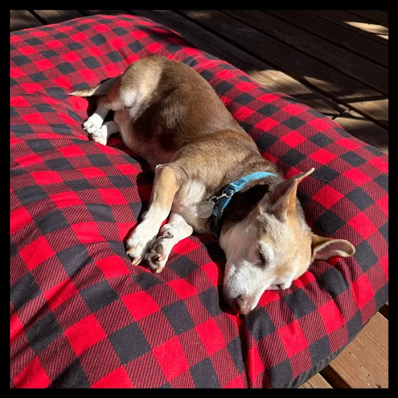 Dottie