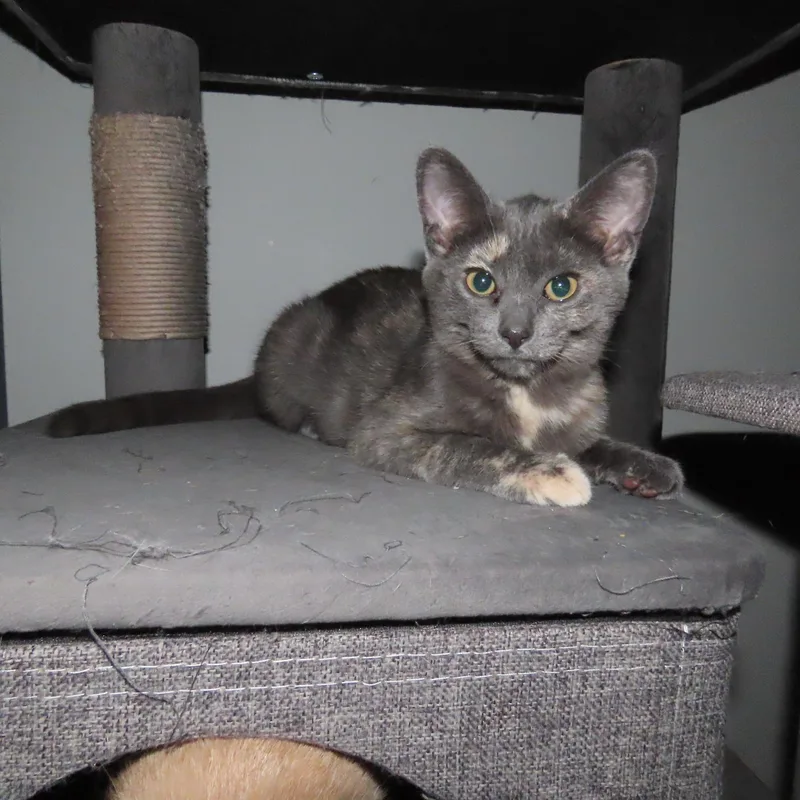 Willow