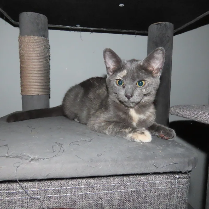 Willow thumbnail 2