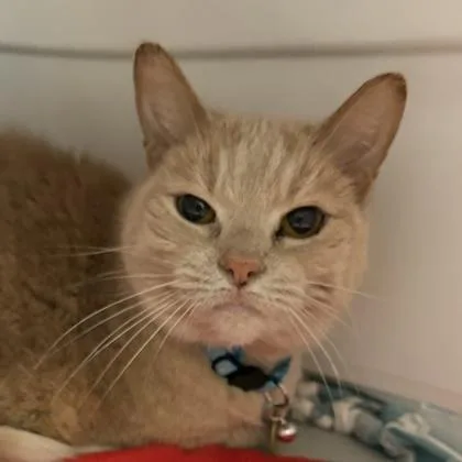 A senior large-sized female Orange & White Domestic Short Hair cat named Princess for adoption in Lansing, MI