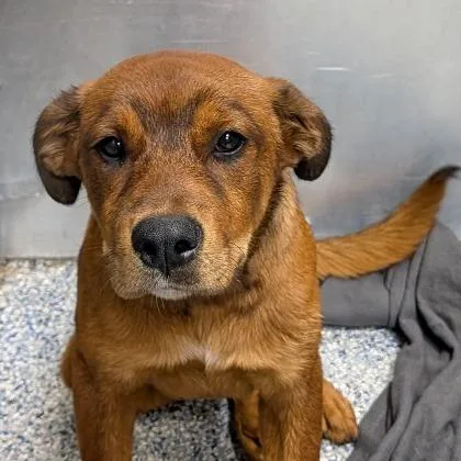 A baby medium-sized female Red / Chestnut / Orange Shepherd dog named Thai for adoption in Greenville, SC